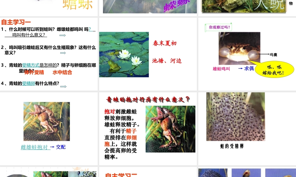 八年级生物下册 7.1.3 两栖动物的生殖和发育课件2 （新版）新人教版-（新版）新人教级下册生物课件