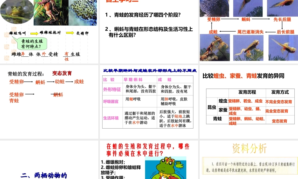 八年级生物下册 7.1.3 两栖动物的生殖和发育课件2 （新版）新人教版-（新版）新人教级下册生物课件