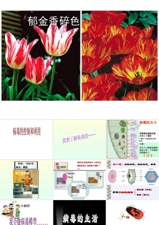 八年级生物上册 第五单元第一章 第二节 病毒课件 （新版）冀教版-（新版）冀教版初中八年级上册生物课件