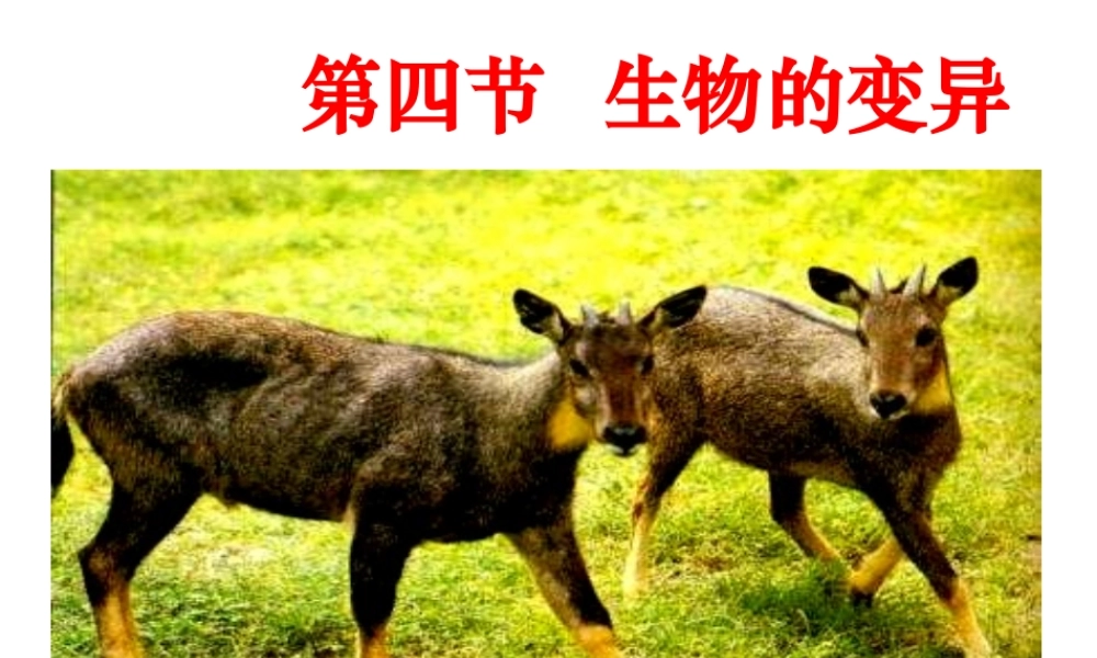 八年级生物上册《生物的遗传和变异》课件1 北师大版