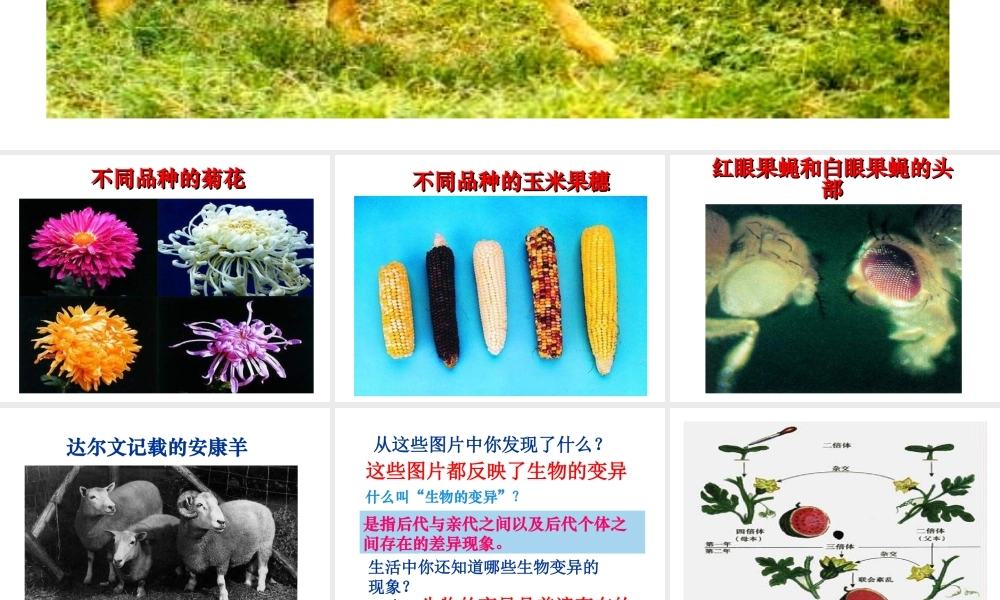 八年级生物上册《生物的遗传和变异》课件1 北师大版