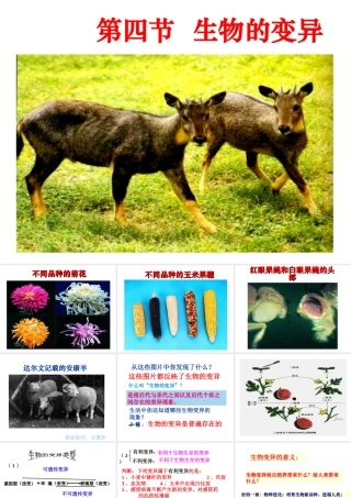 八年级生物上册《生物的遗传和变异》课件1 北师大版