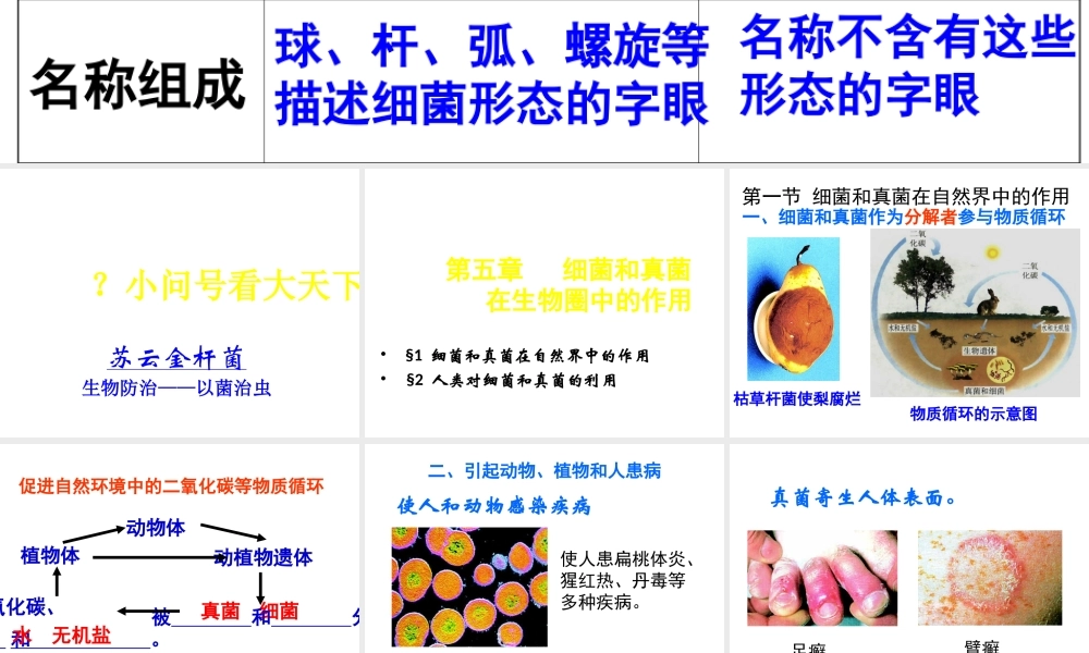 八年级生物上册 第五单元 第五章 第一节《细菌和真菌在自然界中的作用》课件 新人教版