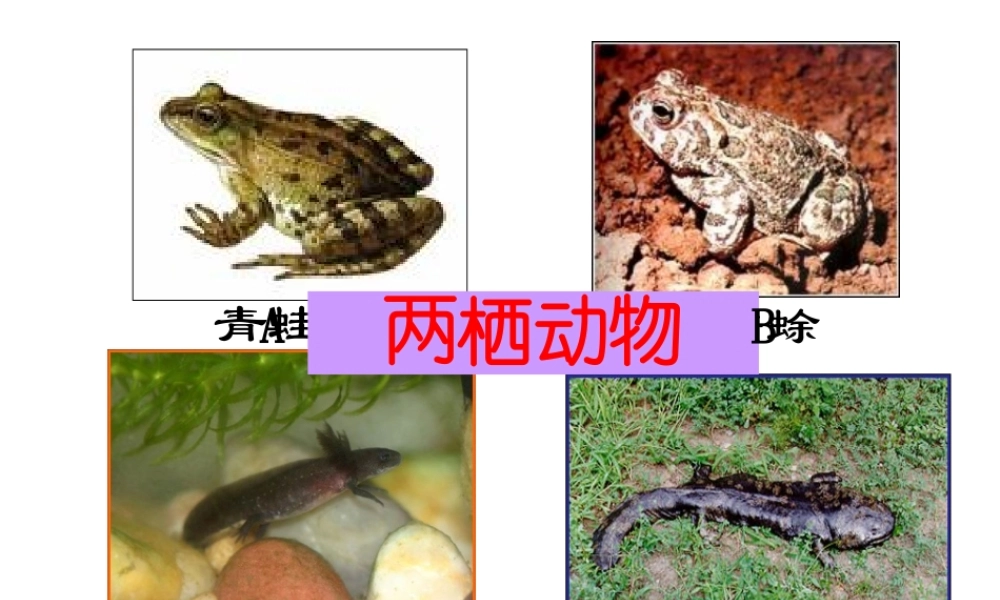 八年级生物下册 7.1.3 两栖动物的生殖和发育课件3 （新版）新人教版-（新版）新人教版初中八年级下册生物课件
