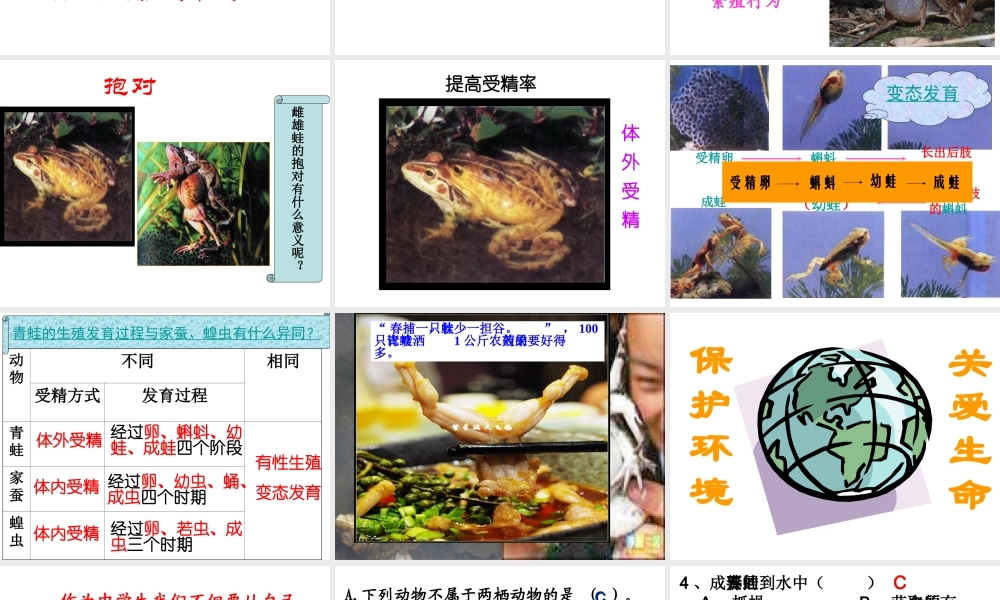 八年级生物下册 7.1.3 两栖动物的生殖和发育课件3 （新版）新人教版-（新版）新人教版初中八年级下册生物课件