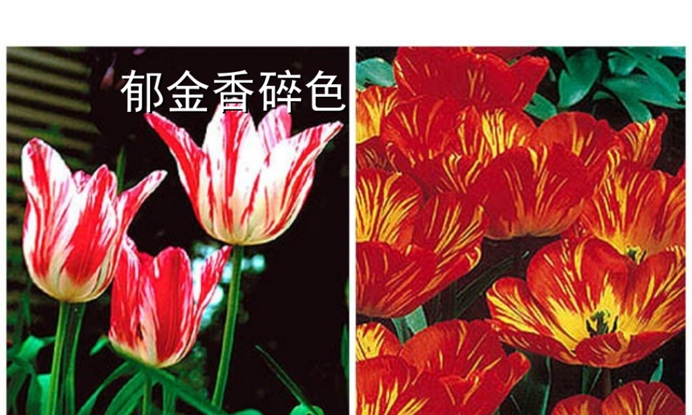 八年级生物上册 第五单元第一章 第二节 病毒课件 （新版）冀教版-（新版）冀教级上册生物课件