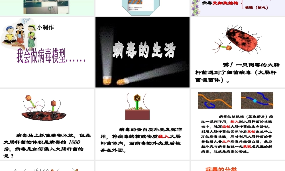 八年级生物上册 第五单元第一章 第二节 病毒课件 （新版）冀教版-（新版）冀教级上册生物课件