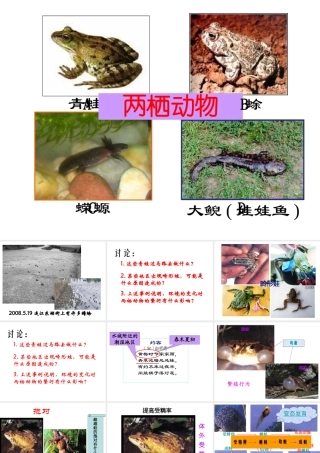 八年级生物下册 7.1.3 两栖动物的生殖和发育课件3 （新版）新人教版-（新版）新人教级下册生物课件