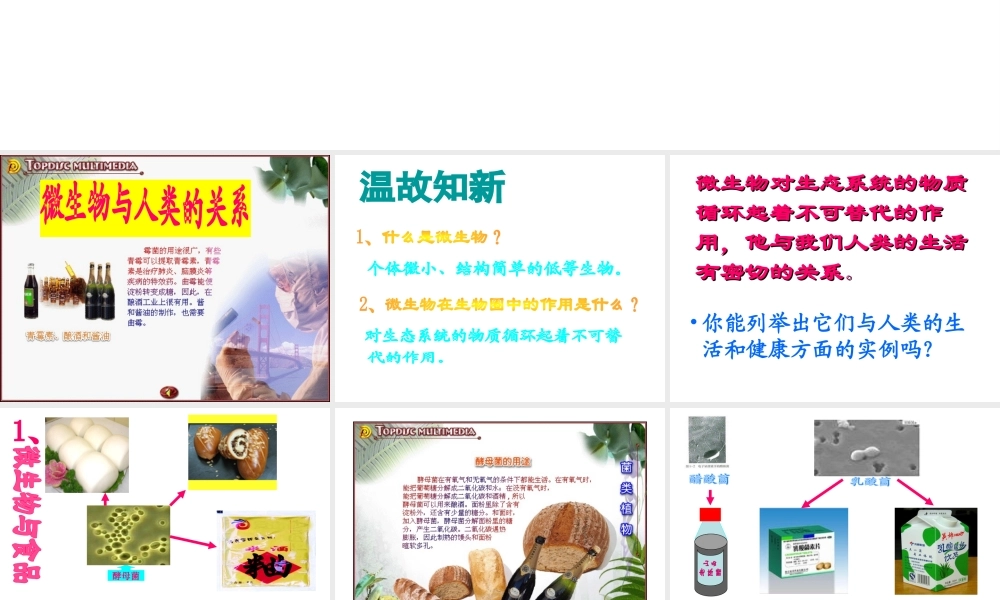 八年级生物上册《微生物与人类的关系》课件1 北师大版