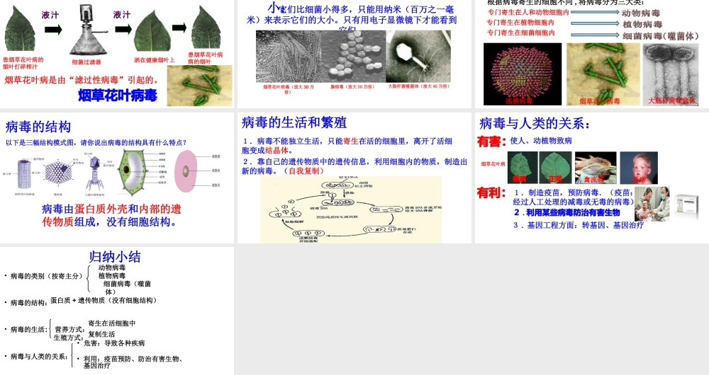 八年级生物上册 第五单元 第五章《病毒》课件 （新版）新人教版-（新版）新人教级上册生物课件
