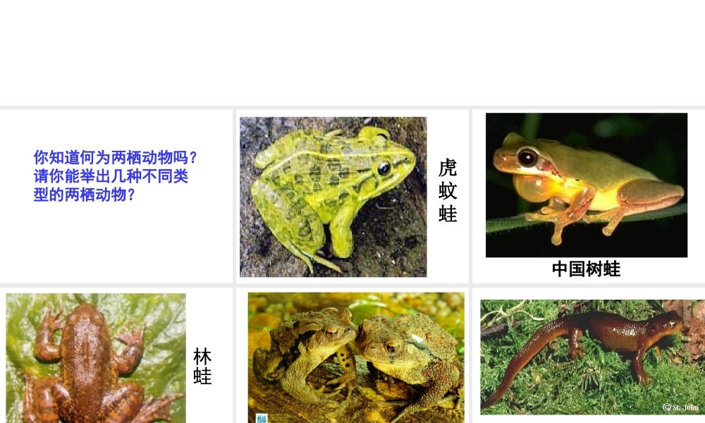 八年级生物下册 7.1.3 两栖动物的生殖课件 （新版）新人教版-（新版）新人教级下册生物课件