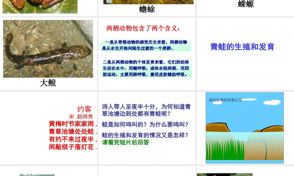 八年级生物下册 7.1.3 两栖动物的生殖课件 （新版）新人教版-（新版）新人教级下册生物课件