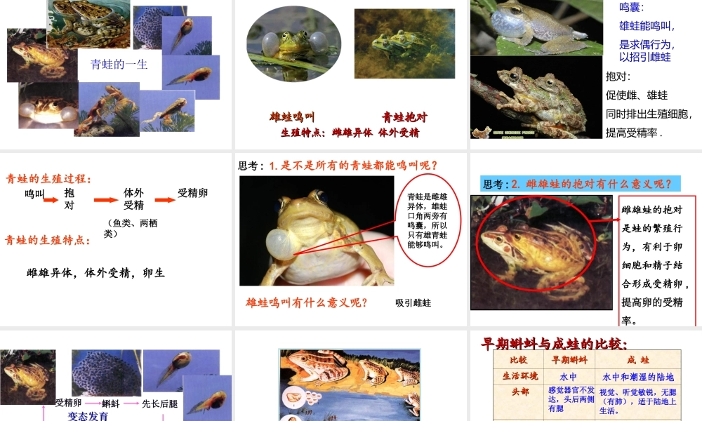 八年级生物下册 7.1.3 两栖动物的生殖课件 （新版）新人教版-（新版）新人教级下册生物课件