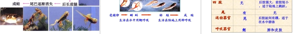 八年级生物下册 7.1.3 两栖动物的生殖课件 （新版）新人教版-（新版）新人教级下册生物课件