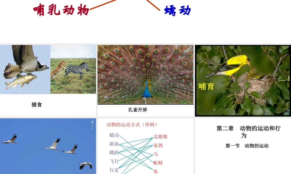 八年级生物上册 第十五章 第一节 动物的运动课件 北师大版