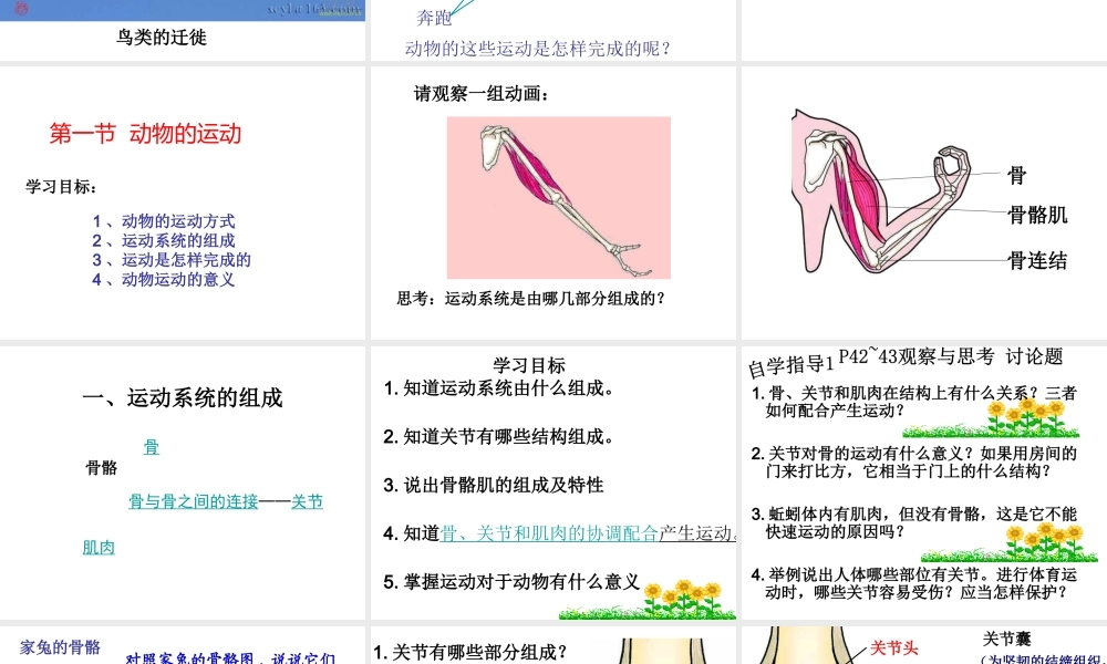 八年级生物上册 第十五章 第一节 动物的运动课件 北师大版