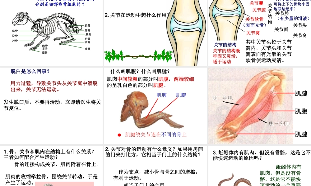 八年级生物上册 第十五章 第一节 动物的运动课件 北师大版