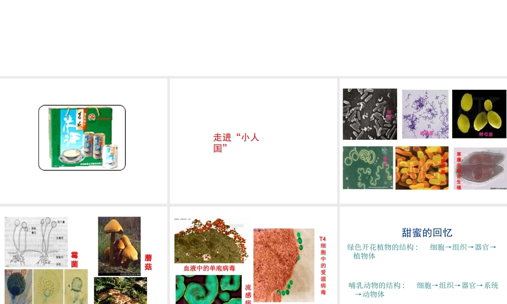 八年级生物上册《微生物在生物圈中的作用》课件1 北师大版