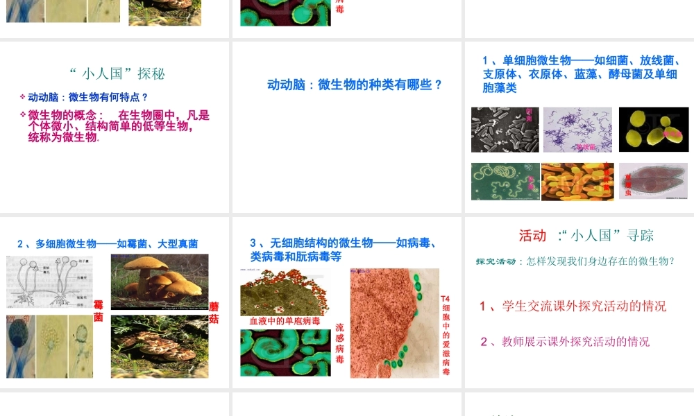 八年级生物上册《微生物在生物圈中的作用》课件1 北师大版