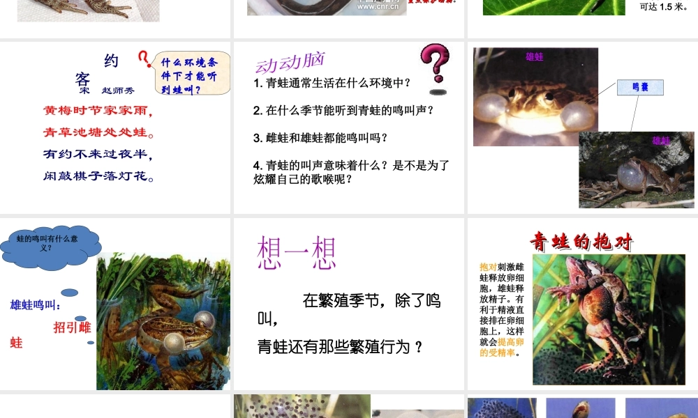 八年级生物下册 7.1.3《两栖动物的生殖和发育》课件 新人教版