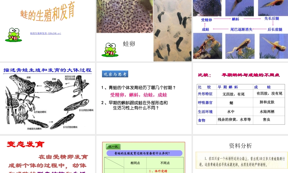 八年级生物下册 7.1.3《两栖动物的生殖和发育》课件 新人教版