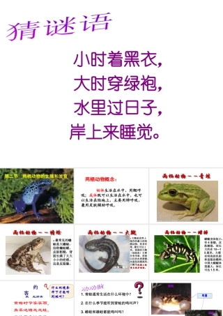 八年级生物下册 7.1.3《两栖动物的生殖和发育》课件 新人教版