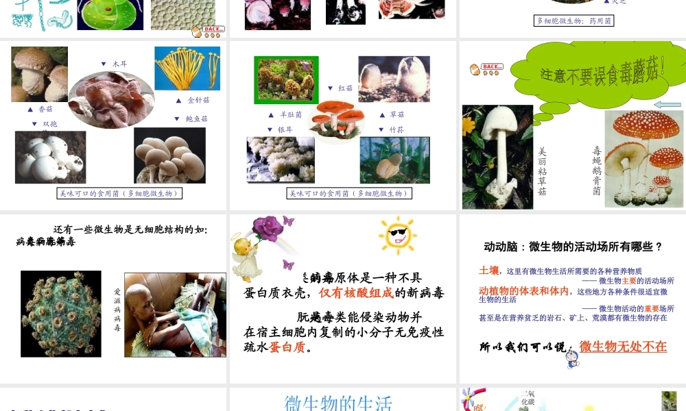 八年级生物上册《微生物在生物圈中的作用》课件2 北师大版