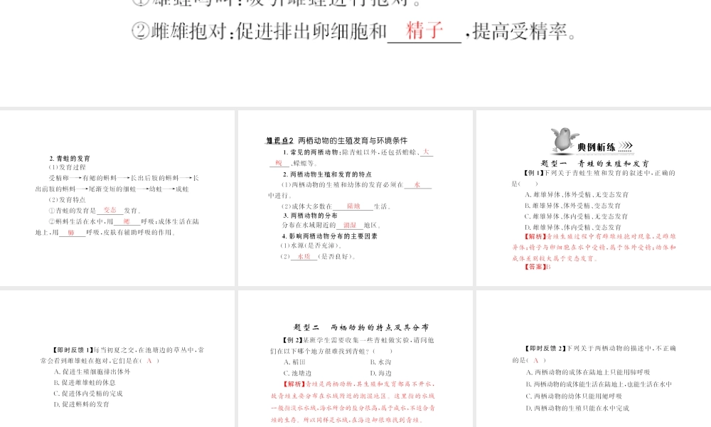 八年级生物下册 7.1.3《两栖动物的生殖和发育》配套课件 人教新课标版