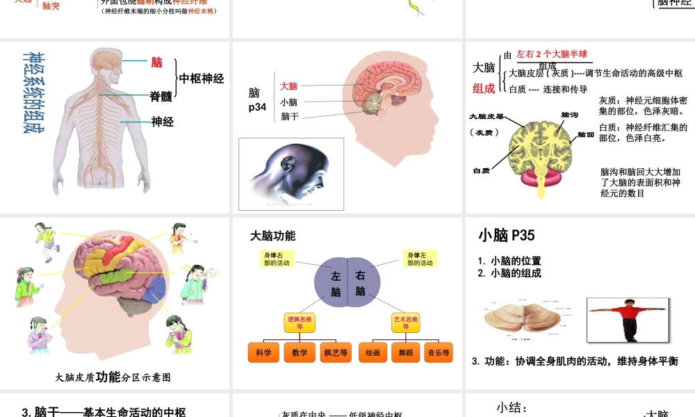 八年级生物上册 第十五章 第一节 人体的神经调节课件 新人教版