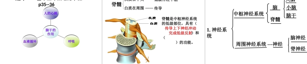 八年级生物上册 第十五章 第一节 人体的神经调节课件 新人教版