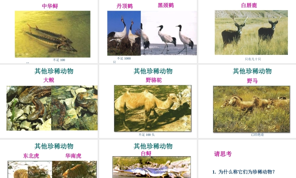 八年级生物上册《我国的动物资源》课件1 北师大版