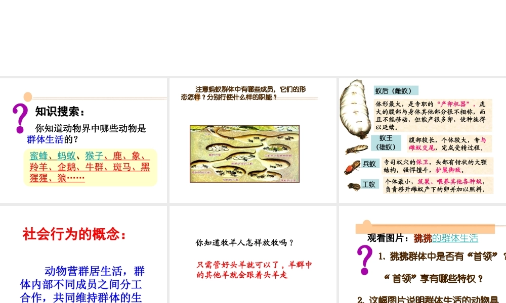 八年级生物上册 第五单元生物圈中的其他生物第二章动物的运动和行为第三节社会行为课件 人教新课标版