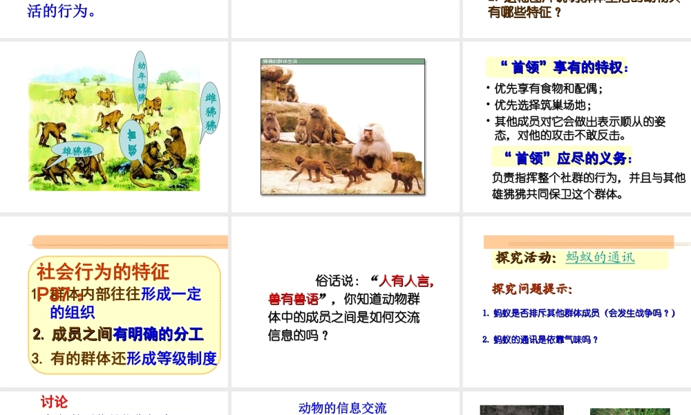 八年级生物上册 第五单元生物圈中的其他生物第二章动物的运动和行为第三节社会行为课件 人教新课标版