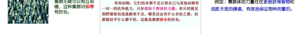 八年级生物上册 第五单元生物圈中的其他生物第二章动物的运动和行为第三节社会行为课件 人教新课标版