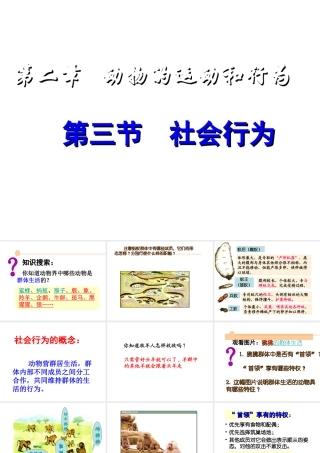 八年级生物上册 第五单元生物圈中的其他生物第二章动物的运动和行为第三节社会行为课件 人教新课标版