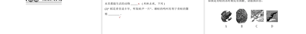 八年级生物下册 7.1.3两栖动物的生殖和发育课件 （新版）新人教版-（新版）新人教版初中八年级下册生物课件