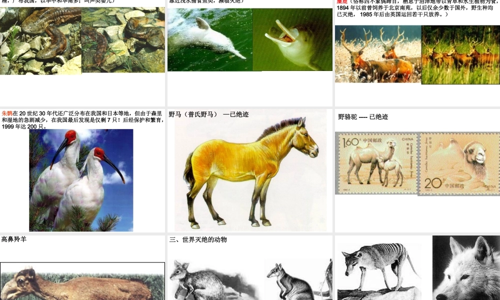 八年级生物上册《我国的动物资源》课件2 北师大版