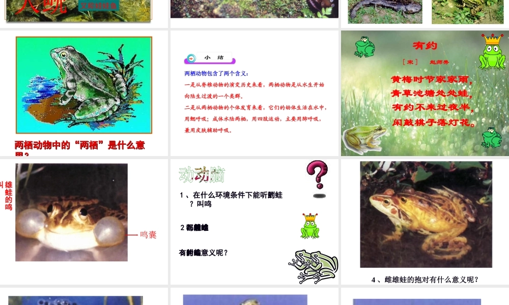 八年级生物下册 7.1.3两栖动物的生殖和发育课件1 （新版）新人教版-（新版）新人教版初中八年级下册生物课件