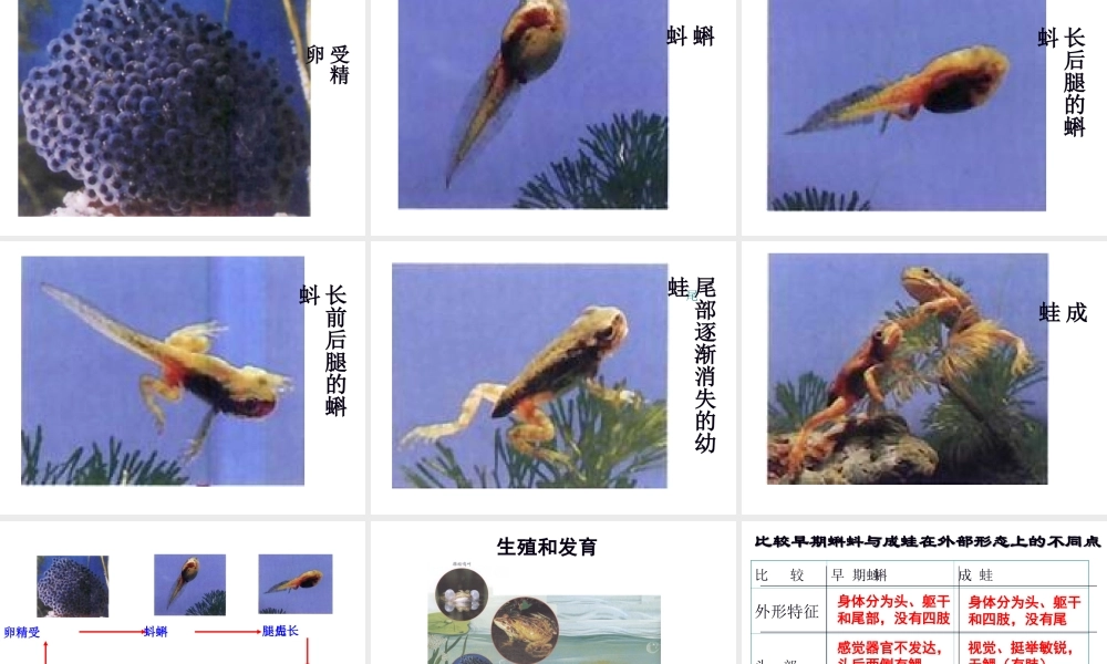 八年级生物下册 7.1.3两栖动物的生殖和发育课件1 （新版）新人教版-（新版）新人教版初中八年级下册生物课件