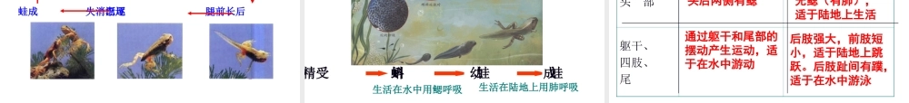 八年级生物下册 7.1.3两栖动物的生殖和发育课件1 （新版）新人教版-（新版）新人教版初中八年级下册生物课件