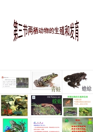 八年级生物下册 7.1.3两栖动物的生殖和发育课件1 （新版）新人教版-（新版）新人教版初中八年级下册生物课件