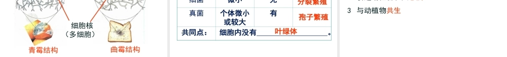 八年级生物上册期末总复习课件 苏教版-苏教级上册生物课件