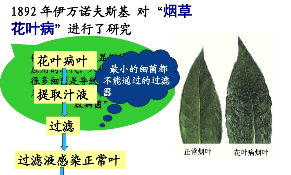 八年级生物上册 第五章 病毒课件 （新版）新人教版-（新版）新人教级上册生物课件