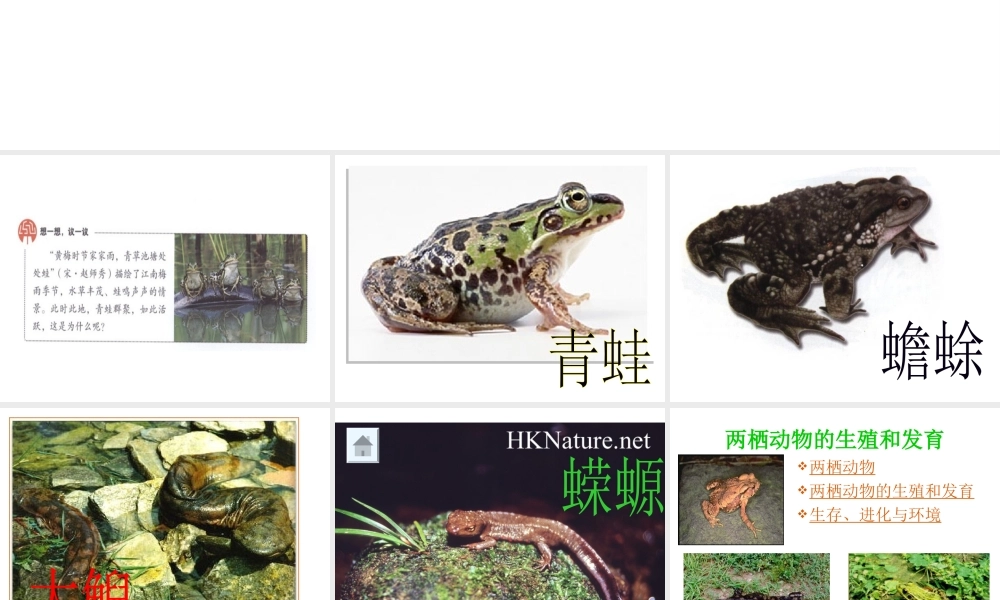 八年级生物下册 7.1.3两栖动物的生殖和发育课件1 （新版）新人教版-（新版）新人教级下册生物课件