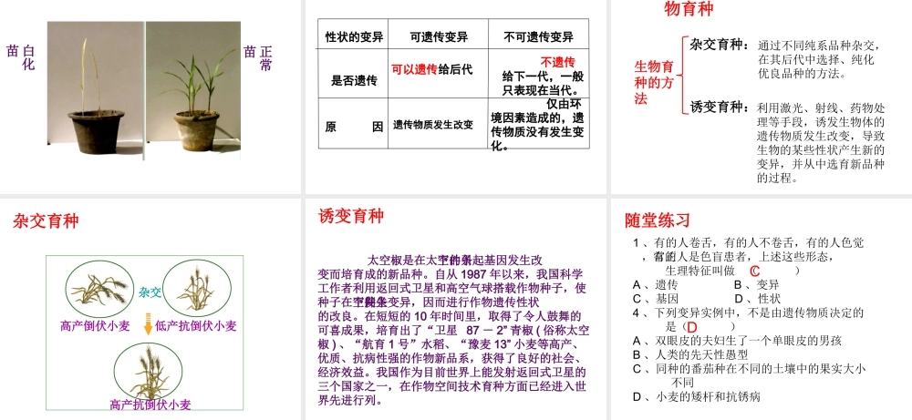 八年级生物上册 第十一章 第四节 生物的变异课件 （新版）北京版-北京级上册生物课件