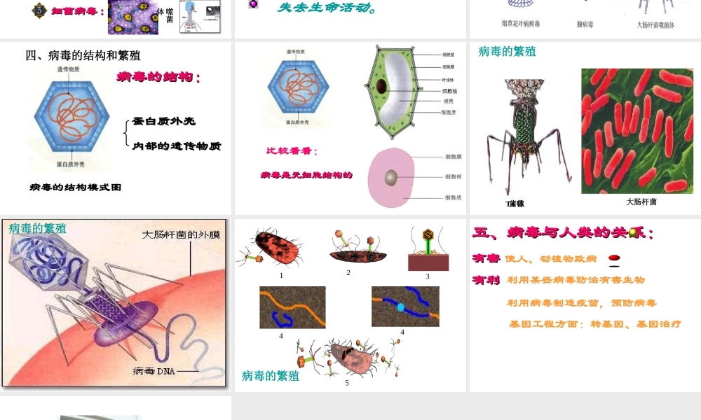 八年级生物上册 第五章 病毒课件 新人教版