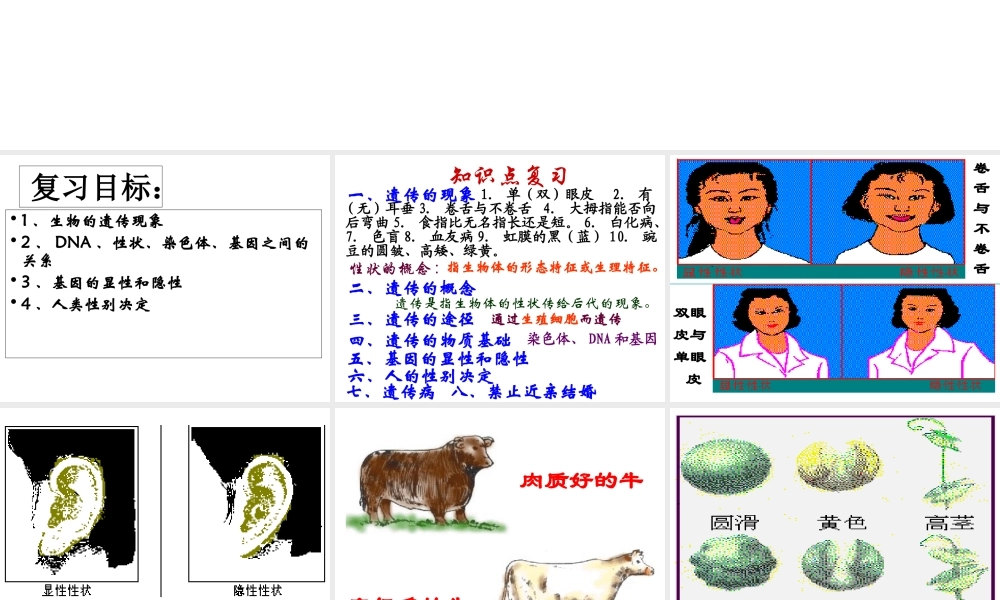八年级生物上册生物的遗传和变异》课件2 北师大版