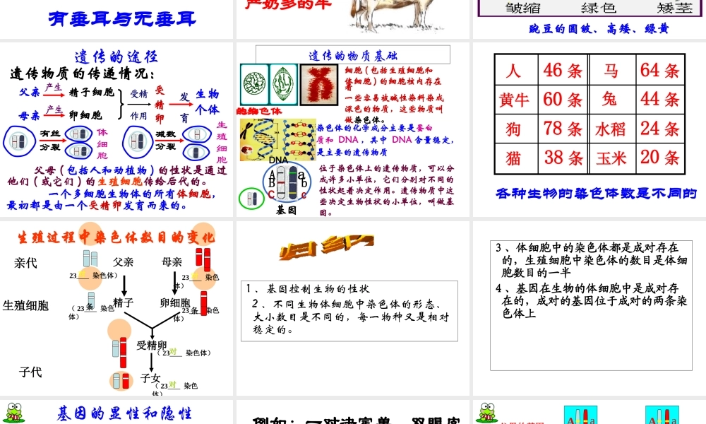 八年级生物上册生物的遗传和变异》课件2 北师大版