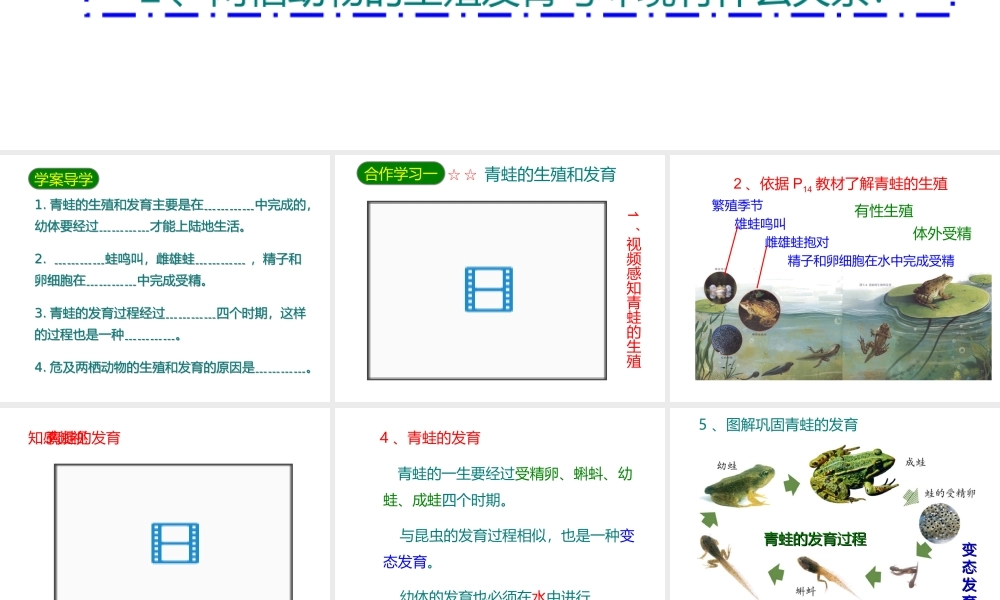 八年级生物下册 7.1.3两栖动物的生殖和发育课件2 （新版）新人教版-（新版）新人教版初中八年级下册生物课件