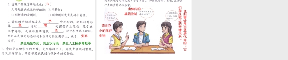 八年级生物下册 7.1.3两栖动物的生殖和发育课件2 （新版）新人教版-（新版）新人教版初中八年级下册生物课件